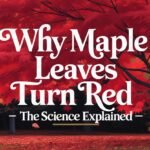 Why Maple Leaves Turn Red | The Science Explained